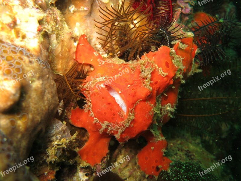 Frogfish Anglerfish Scuba Diving Macro