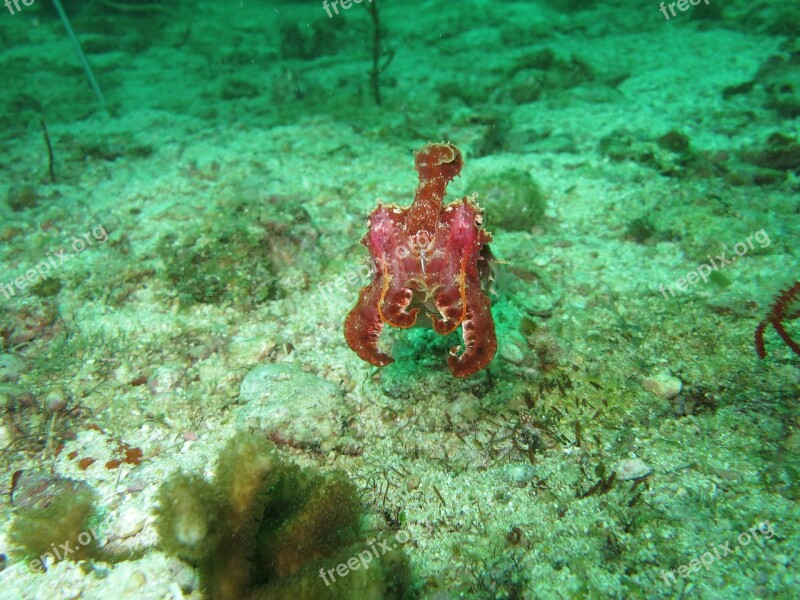 Cuttlefish Cephalopod Nature Underwater Wildlife