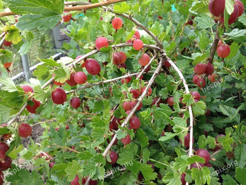 Gooseberry Berry Food Fruit Ripe