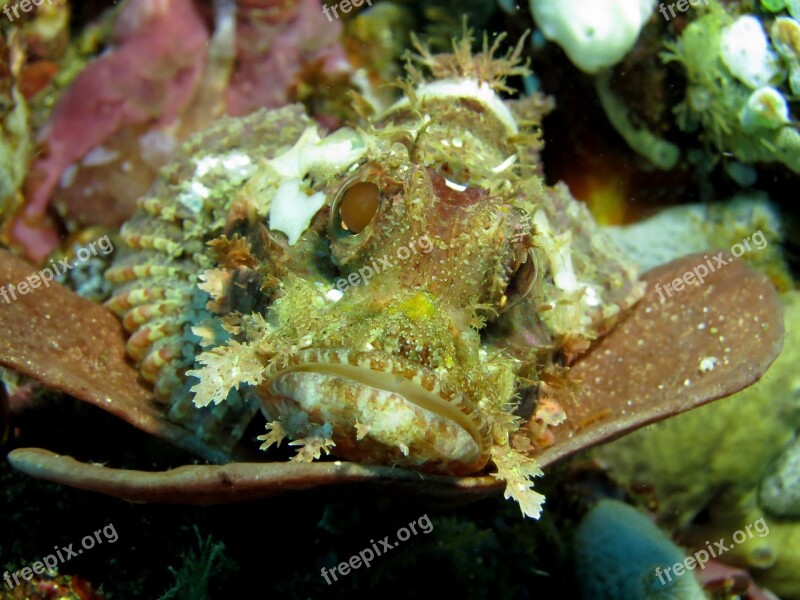 Underwater Scuba Diving Fauna Marine Stone Fish