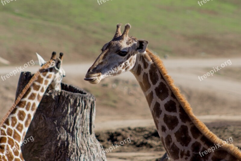 Giraffe Funny Tongue Funny Animals Free Photos