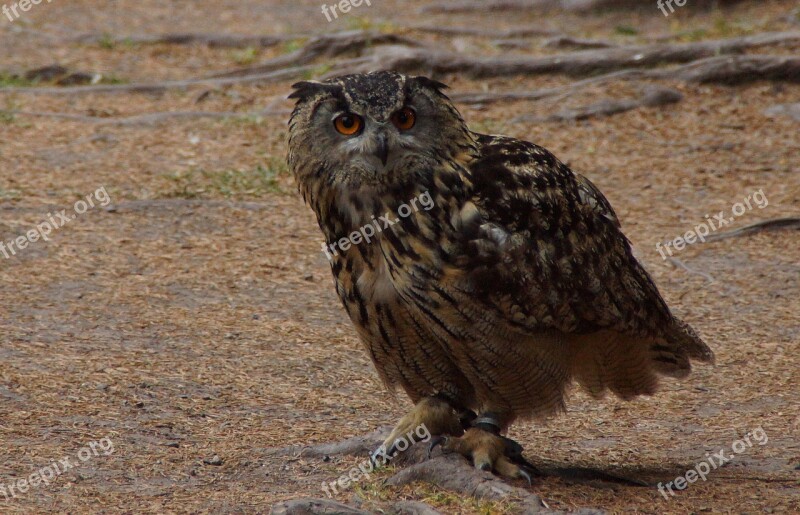 Owl Eagle Owl Bird Bird Of Prey Feather