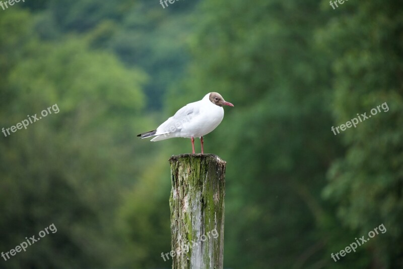 Bird Gull Seagull Perched Outdoors