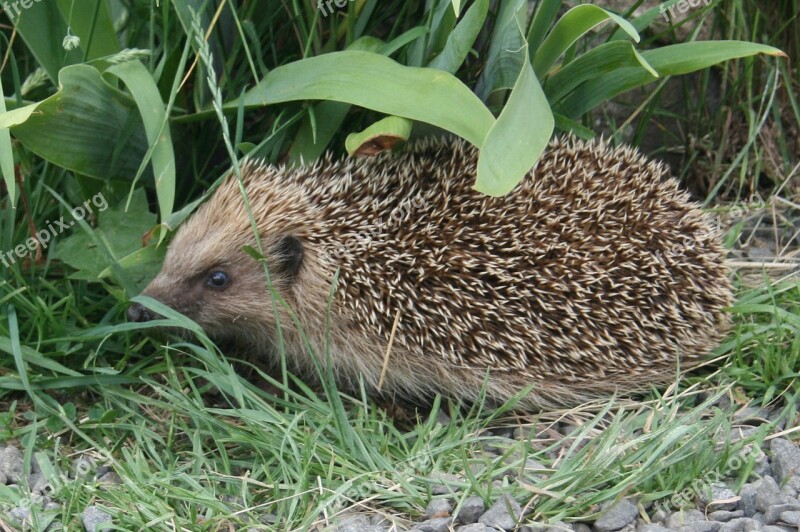 Nature Hedgehog Animal Garden Wild Animals