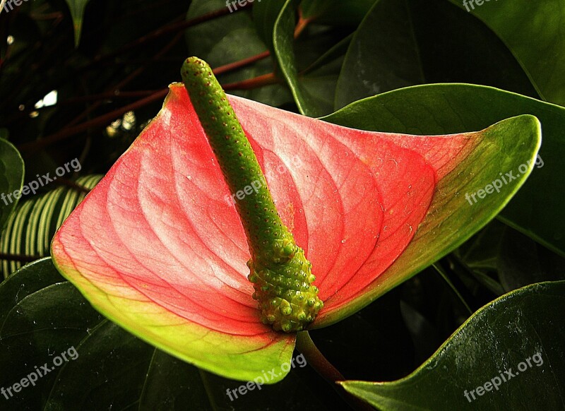 Flamingo Flower Anthurium Andraeanum Red Green A Petal Sheet