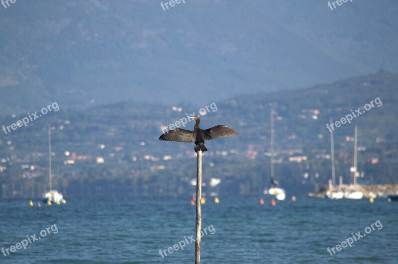 Cormorant Lake Garda Fauna Bird