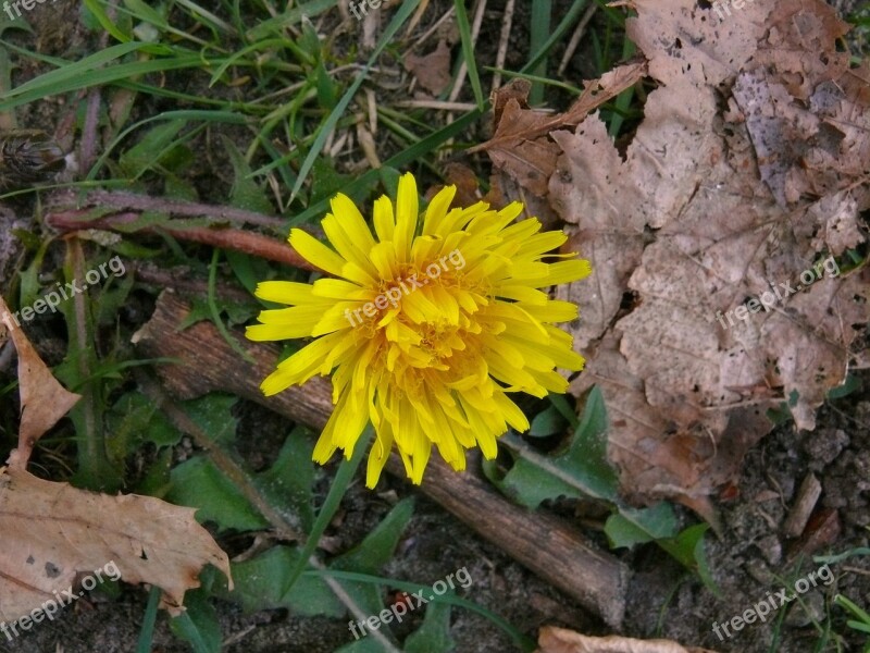 Flower Yellow Nature Flowers Yellow Flower