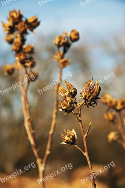 Flower Drought Winter Autumn Spring