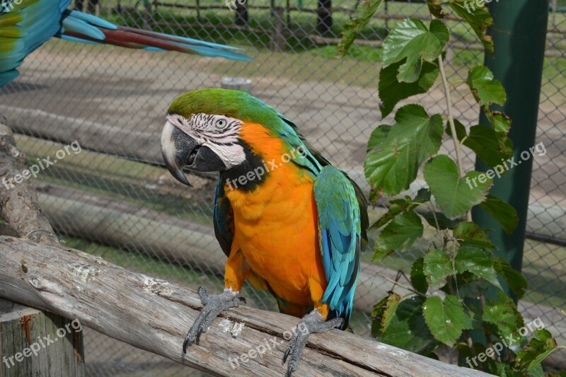 Bird Nature Zoo Animals Argentina