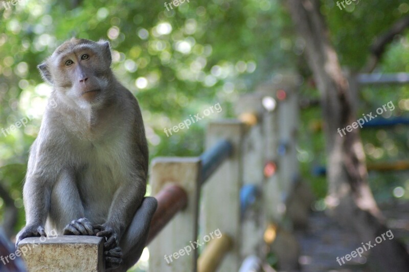 Monkey Semarang Kreo Cave Central Java Indonesian