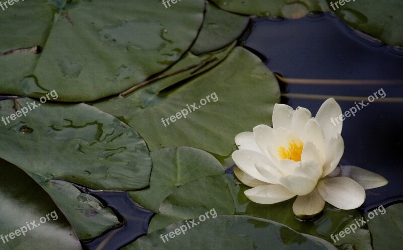 Water Lilies Nannufero Flower Pond Free Photos