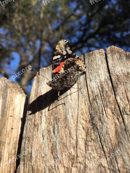 Butterfly Red Admiral Nature Insect Wildlife