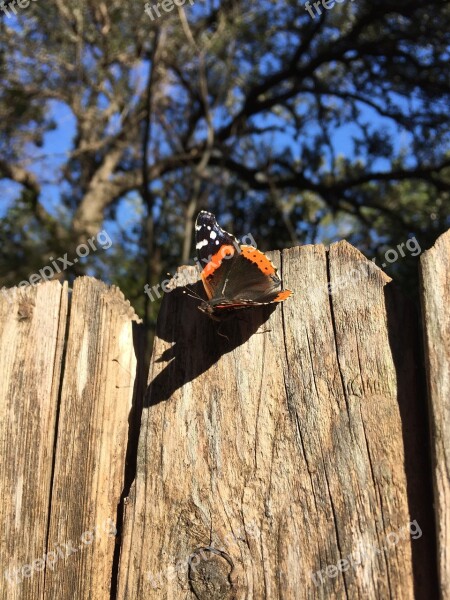 Butterfly Red Admiral Nature Insect Wildlife