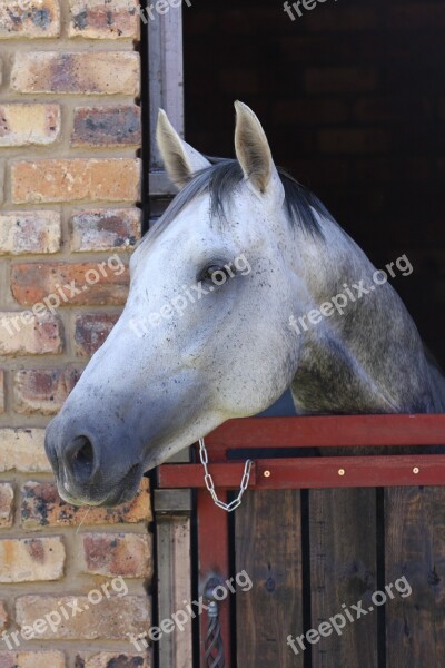 Horse Grey Stallion Stable Door