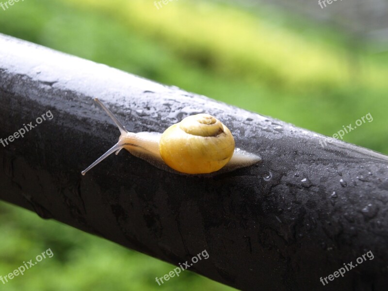 Snail Mollusk Shell Spiral Slowly