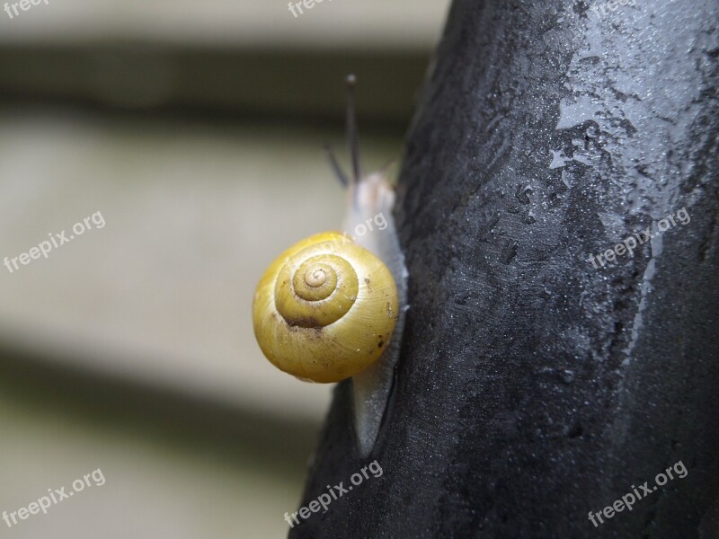 Snail Mollusk Shell Spiral Slowly