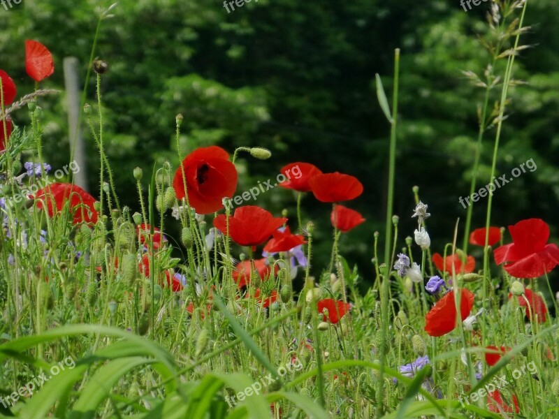 Flowers Poppy Meadow Red Red Poppy