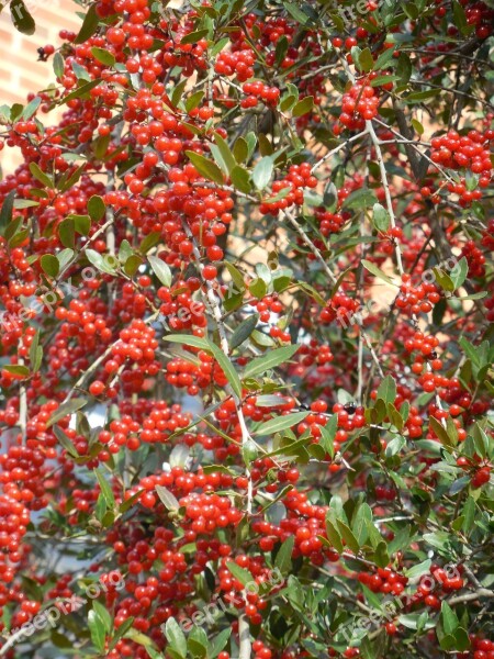 Weeping Holly Weeping Holly Berries Berries Red