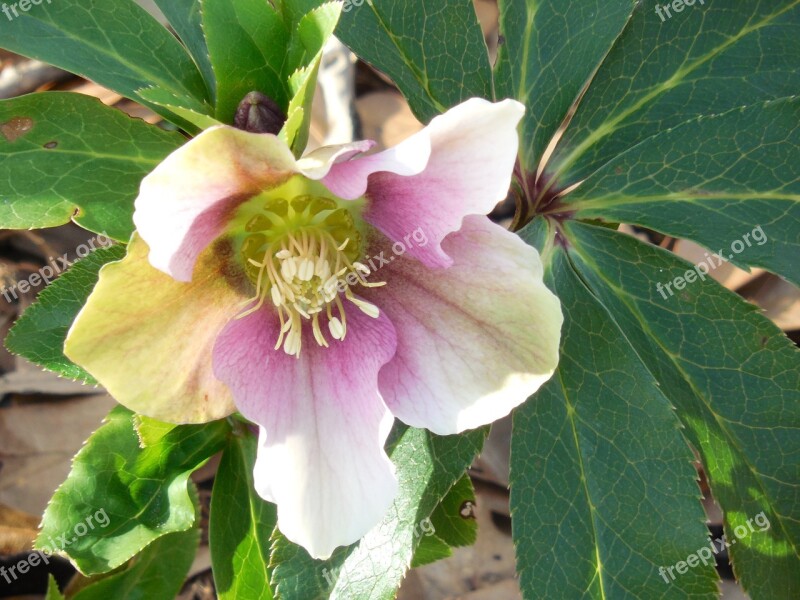 Lenten Rose Helleborus Lenten Rose Flower