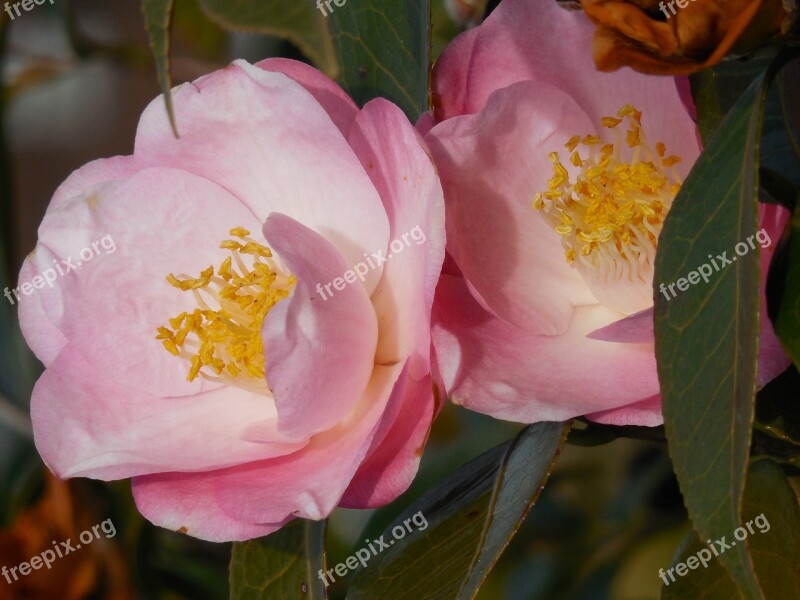 Camellia Bloom Seasonal Nature Season