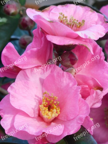 Camellia Bloom Seasonal Nature Season