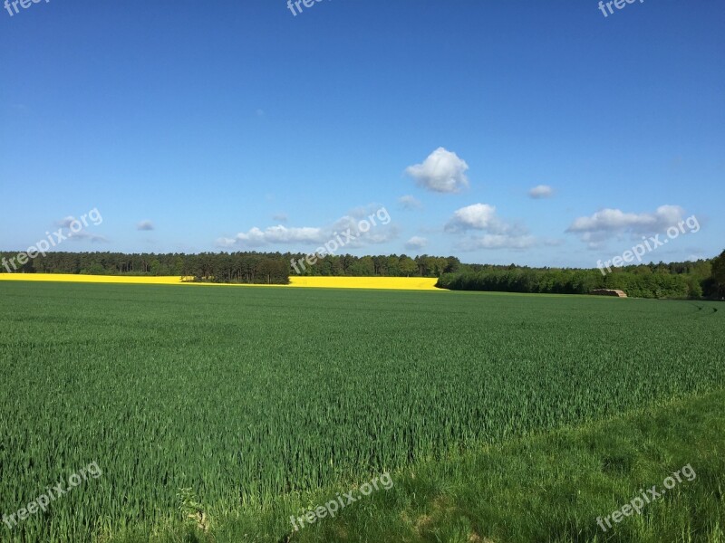 Field Cereals Oilseed Rape Sky Summer Sky