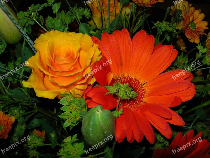 Flower Rose Gerbera Blossom Bloom