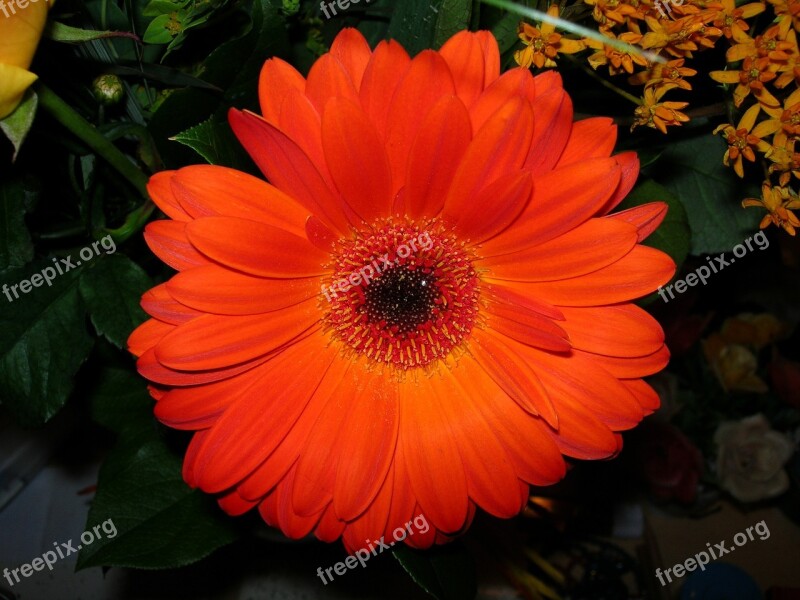 Flower Gerbera Red Blossom Bloom