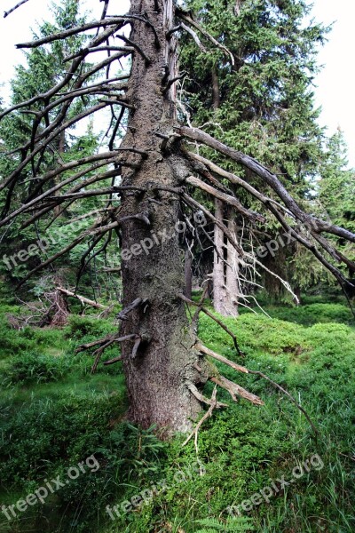 Tree Forest Spruce Nature The Giant Mountains