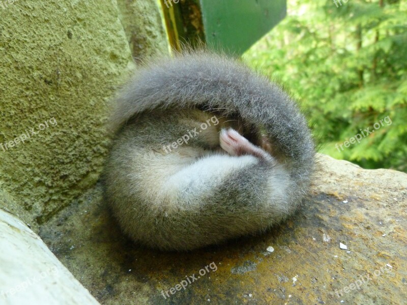 Edible Dormouse Sleep Furry Sweet Cuddly