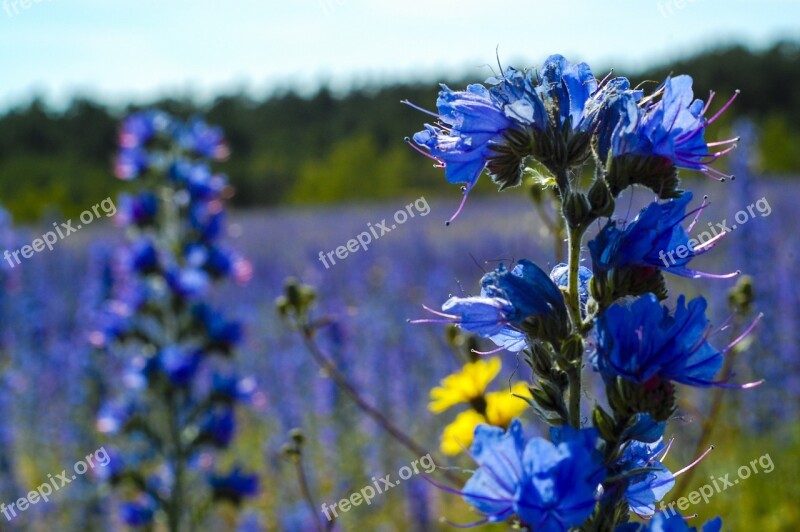 Viper's Bugloss Gotland Bed Field Nature