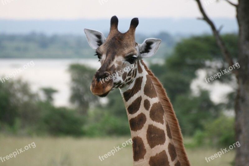 Giraffe Uganda Animal Free Photos