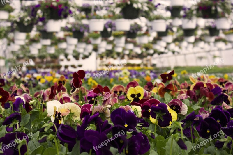 Pansy Flower Spring Garden Nature