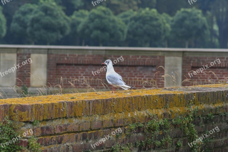 Schloss Nordkirchen Park Wall Dove Free Photos