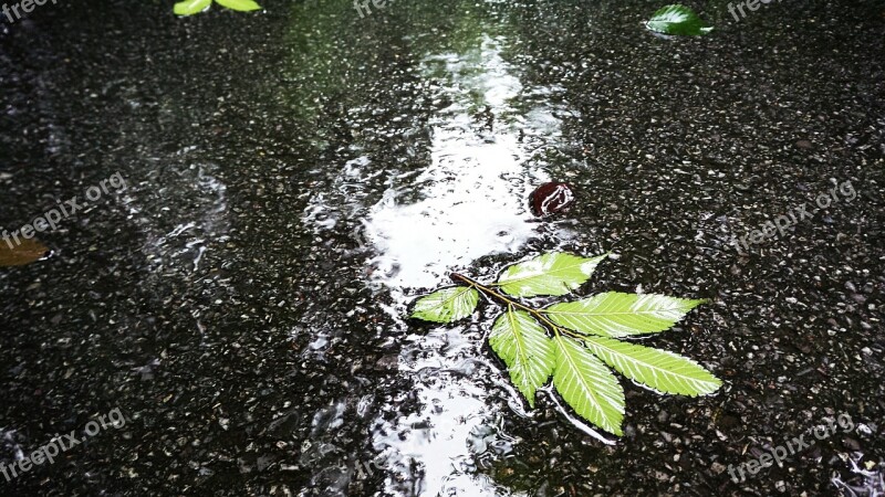 Defoliation Water Ground Rain Free Photos