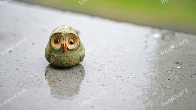 Owl Toys Rain Water Cute