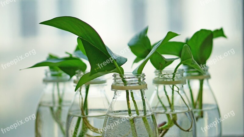 Still Life Glass Potted Plants Green Leaf