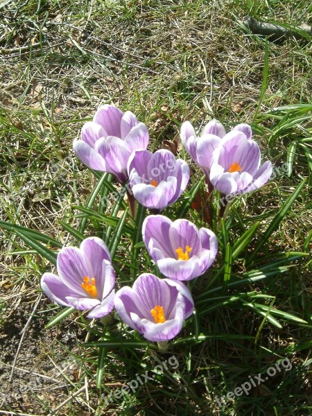 Crocus Spring Flowers Purple Flower Bulbs Free Photos