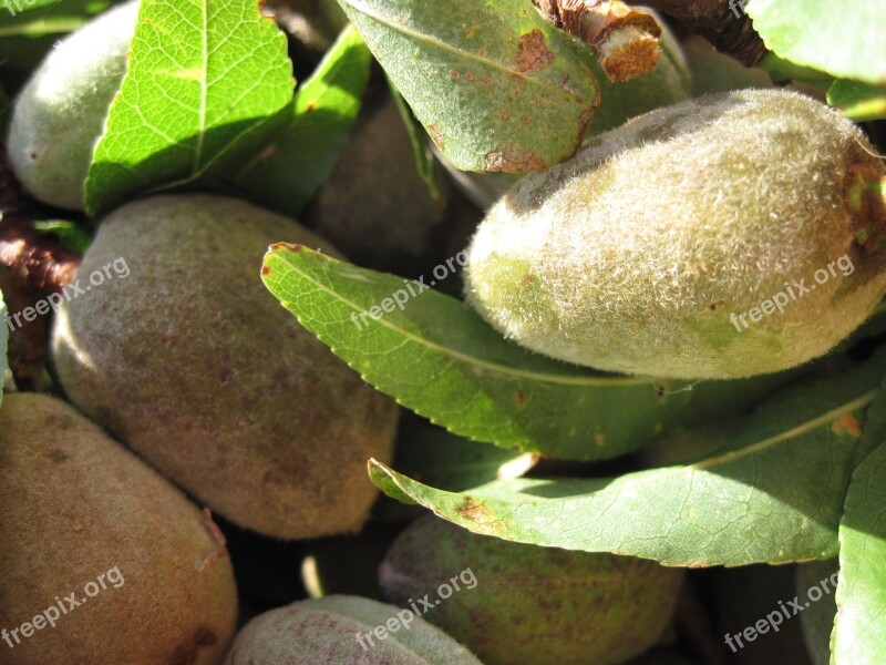 Almonds Fresh Fresh Almonds Green Ripe