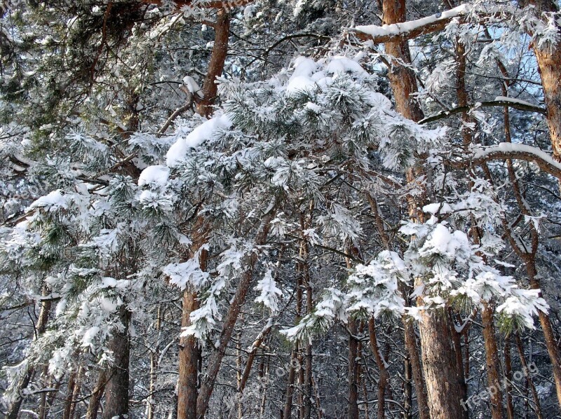 Winter Snow Landscape Trees Nature