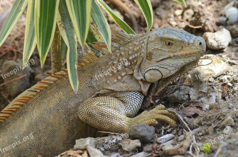 Iguana Ponte Eggs Lizard Wild Animals