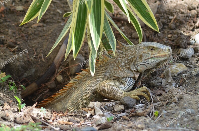 Iguana Ponte Eggs Lizard Wild Animals