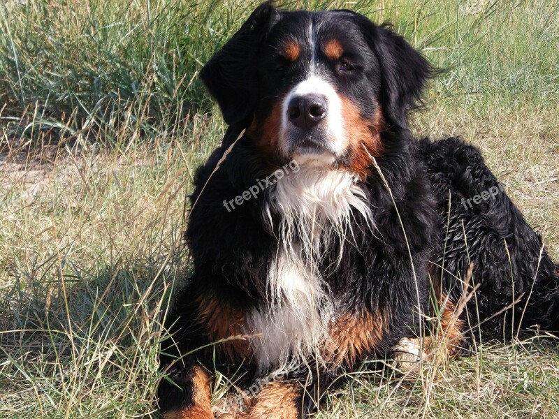 Berner Dog Good White Bib Pet