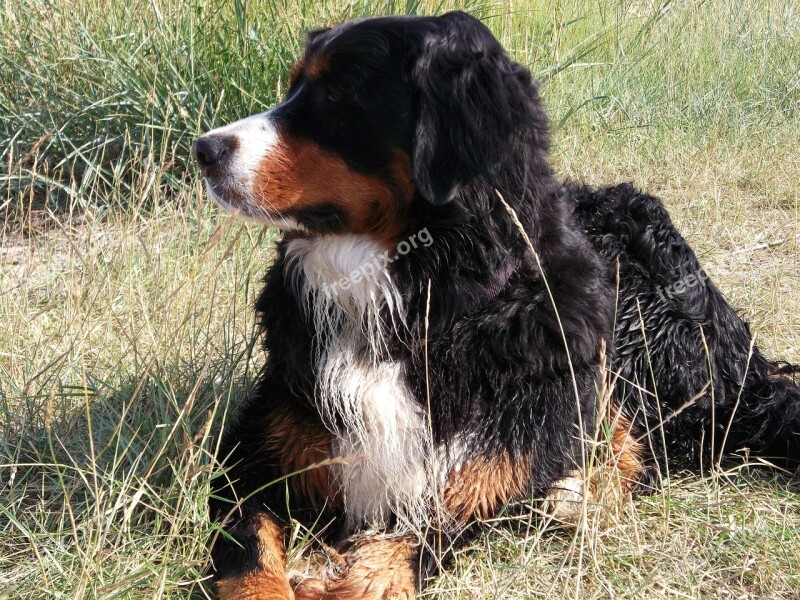 Berner Dog Good White Bib Pet