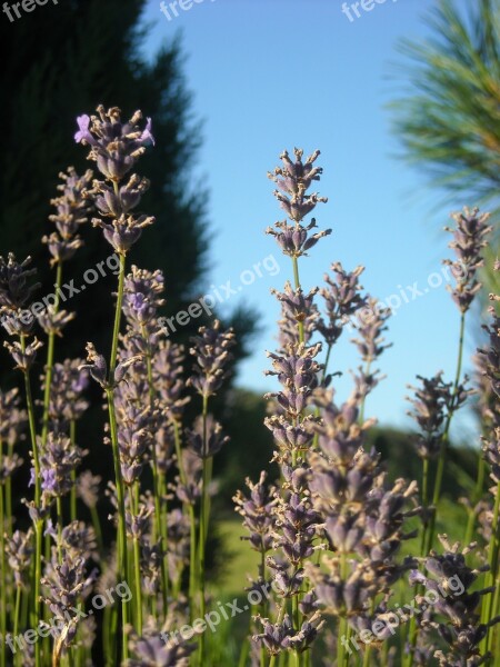 Flower Purple Flowers Nature Plants Free Photos