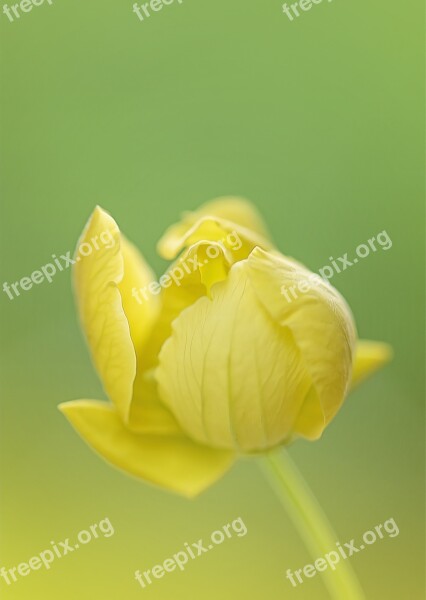 Yellow Flower Flower S Yellow Spring