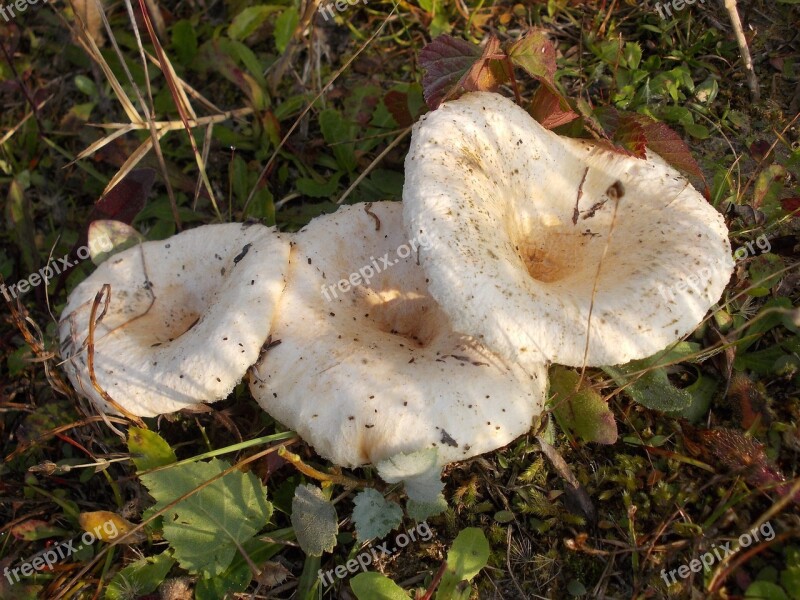 Fungus Poisonous Mushroom Lactarius Velvety Lactarius Vietus Funnel