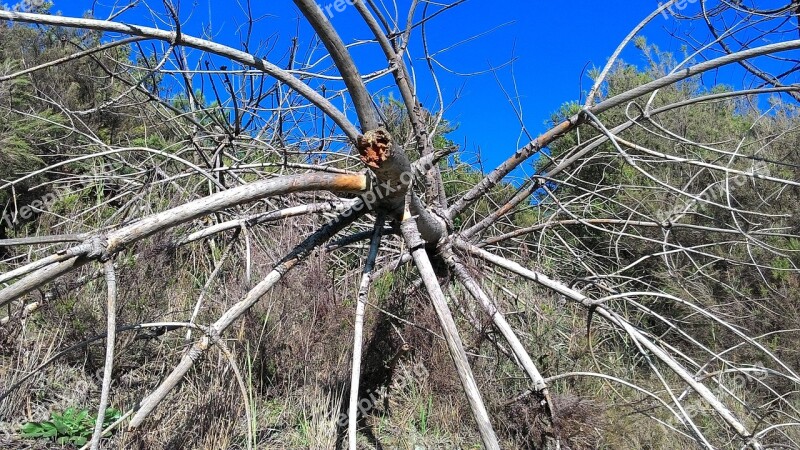 Tree Trunk Tree Trunk Dry Branch Dead