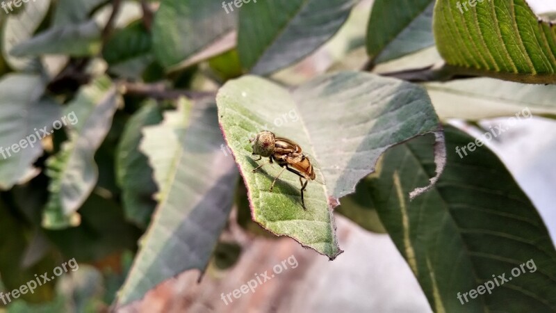 Bee Honey Nature Honey Bee Insect