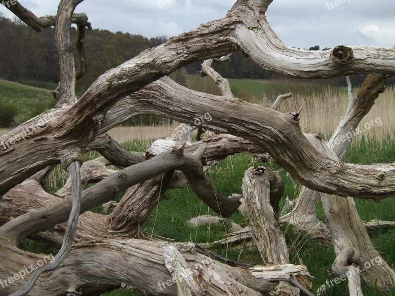 Tangled Branches Log Wood Dry